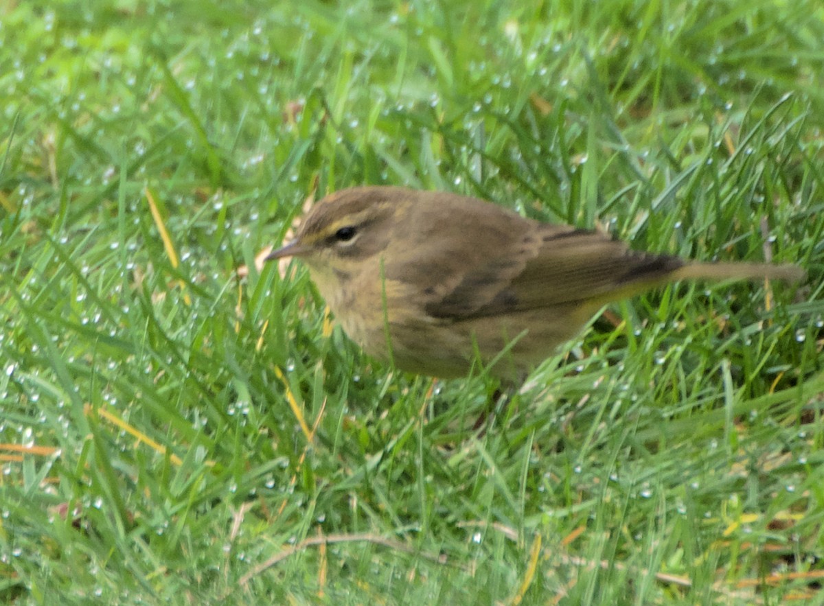 Palm Warbler (Western) - ML645674979