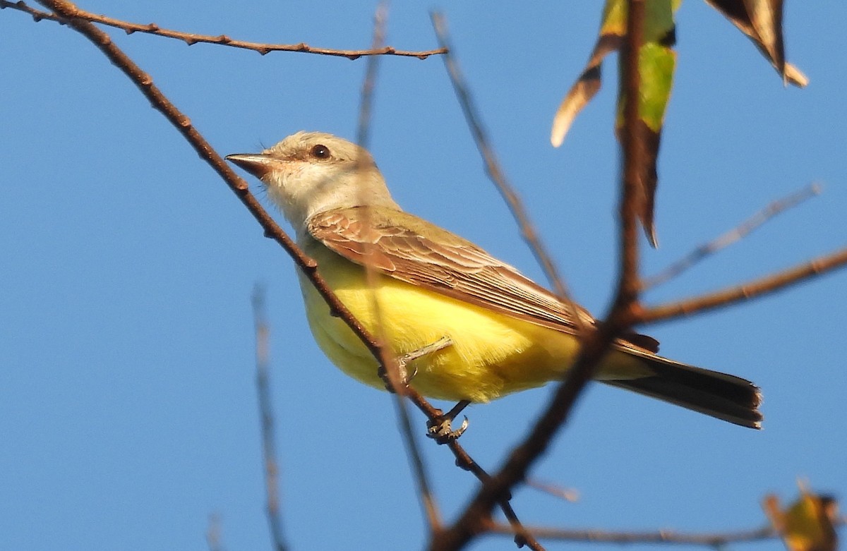 Western Kingbird - ML645674981