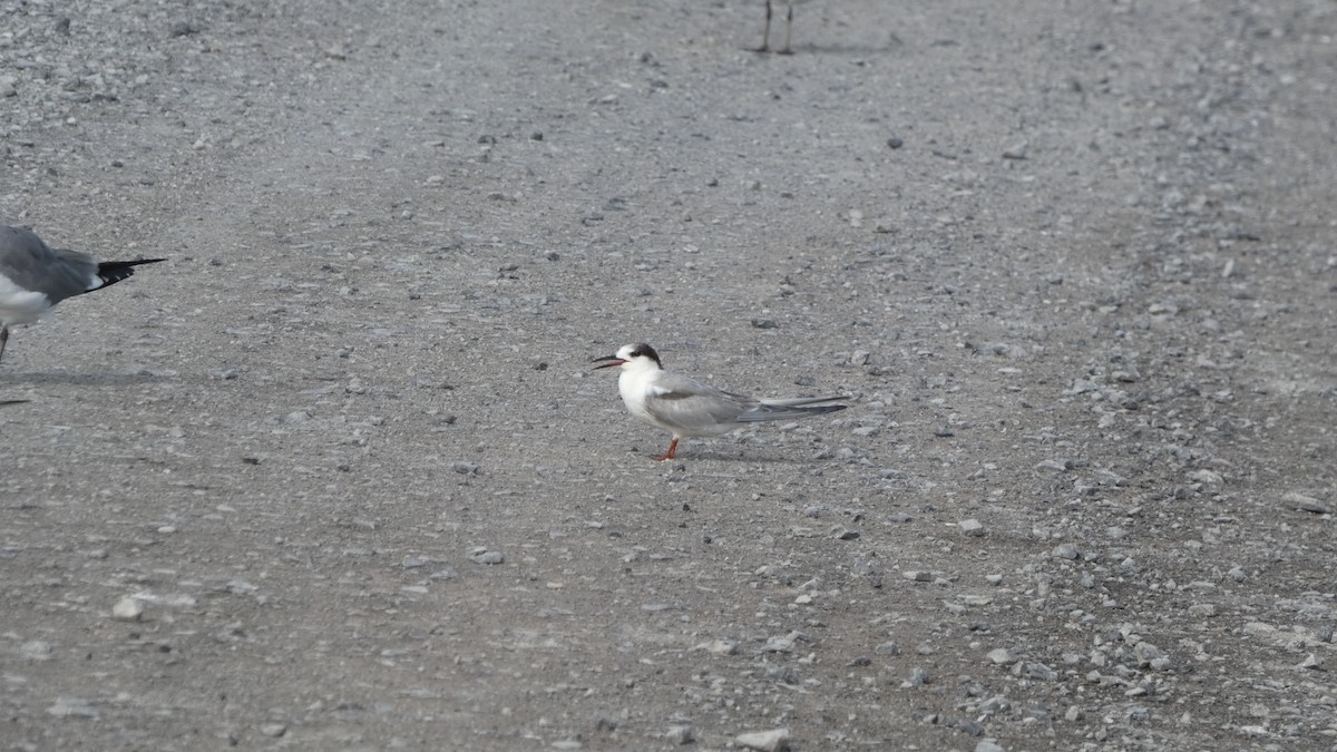 Common Tern - ML645674982