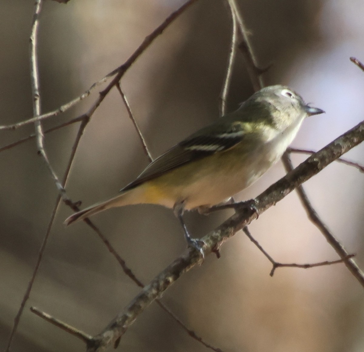 Blue-headed Vireo - ML645675010