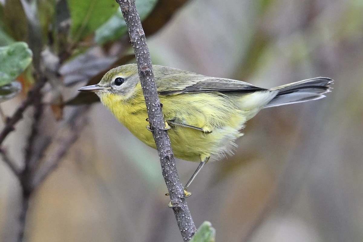 lesňáček pokřovní - ML645675011