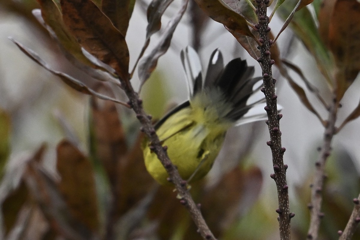 lesňáček pokřovní - ML645675012