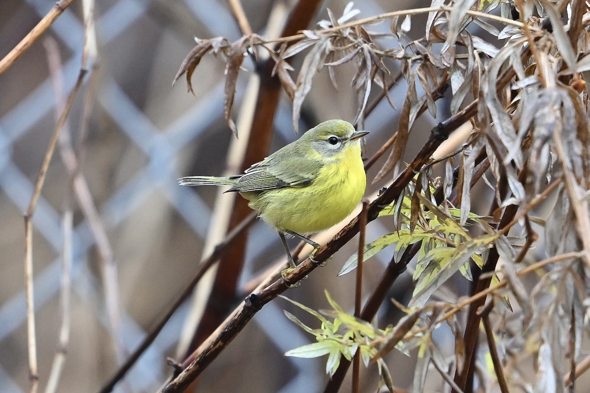 lesňáček pokřovní - ML645675013