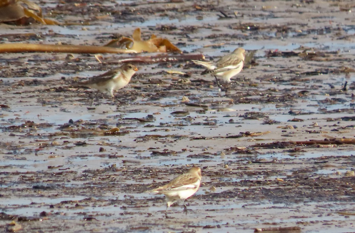 Snow Bunting - ML645675014