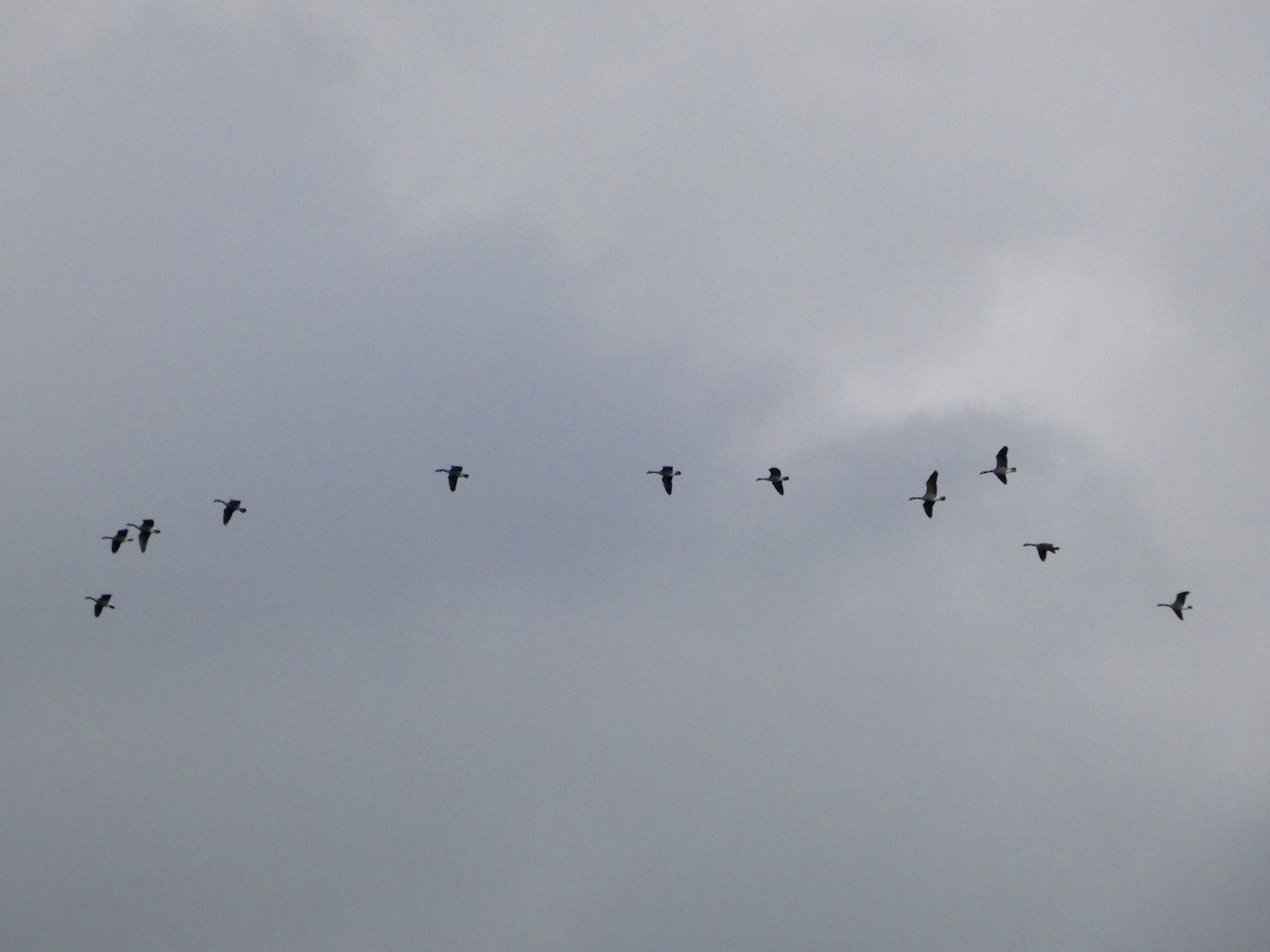 Canada Goose - ML645675015