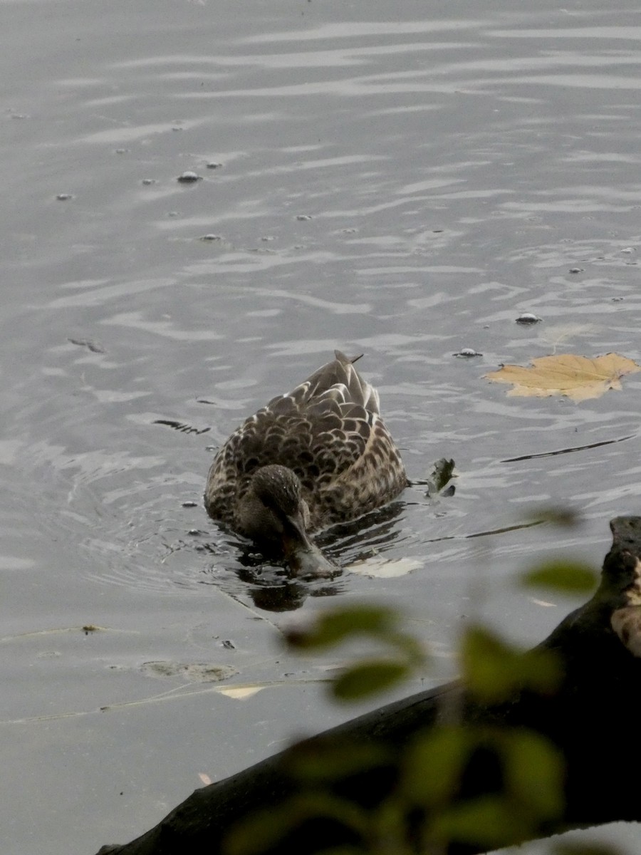 Northern Shoveler - ML645675028