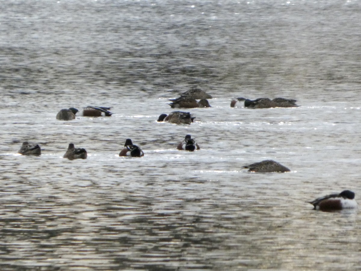 Northern Shoveler - ML645675030