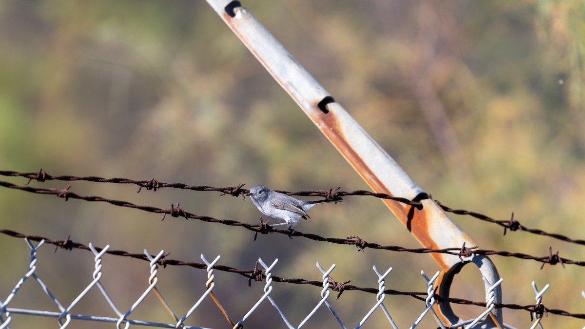 Голубая комароловка - ML645675036