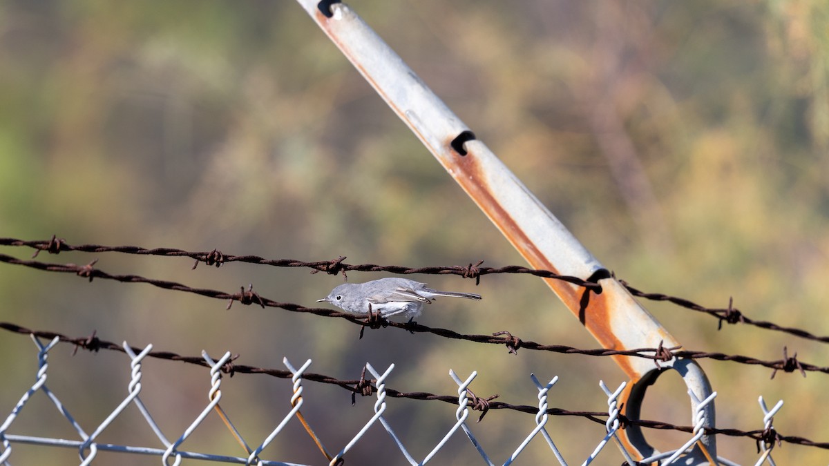 Голубая комароловка - ML645675037