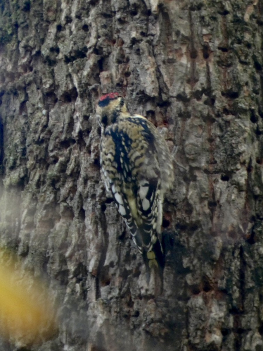 Yellow-bellied Sapsucker - ML645675041