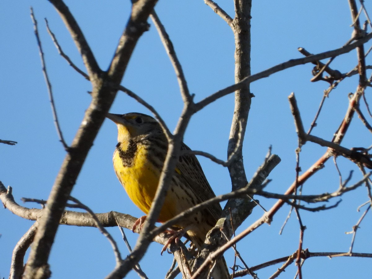 Western/Eastern Meadowlark - ML645675045