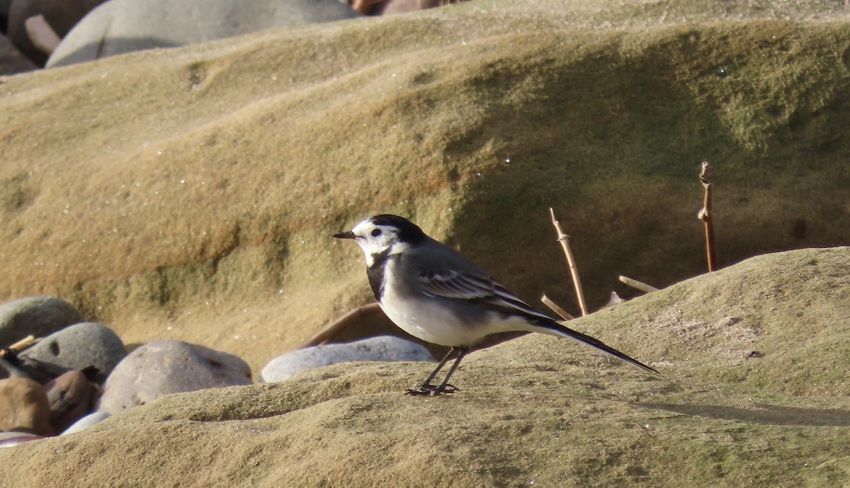 Lavandera Blanca - ML645675053