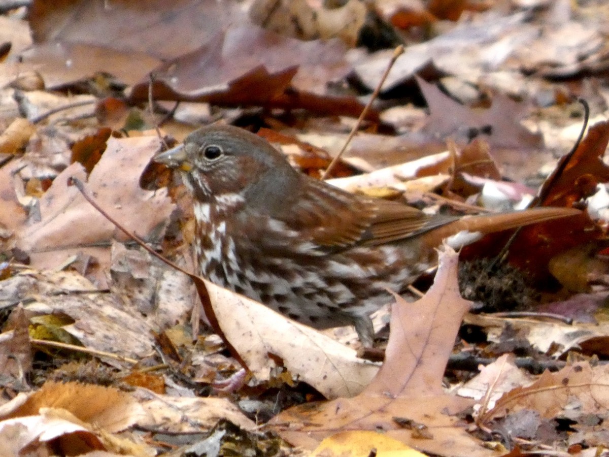 Fox Sparrow - ML645675069