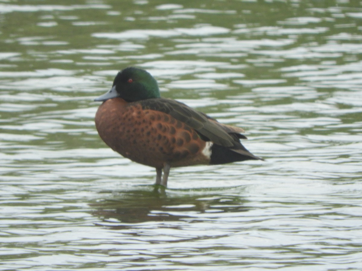 Chestnut Teal - ML645675070