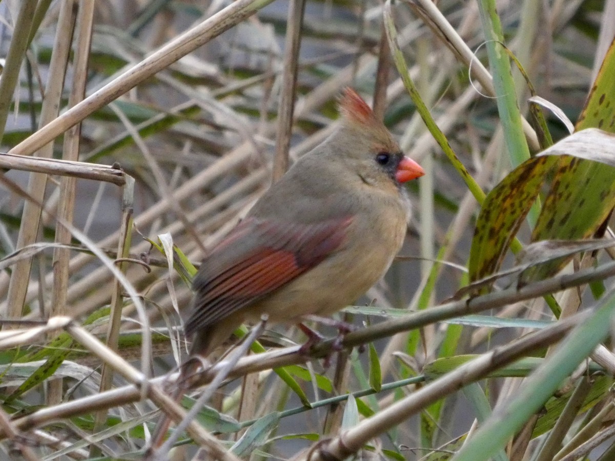 Northern Cardinal - ML645675079