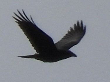 עורב שחור - ML645675083