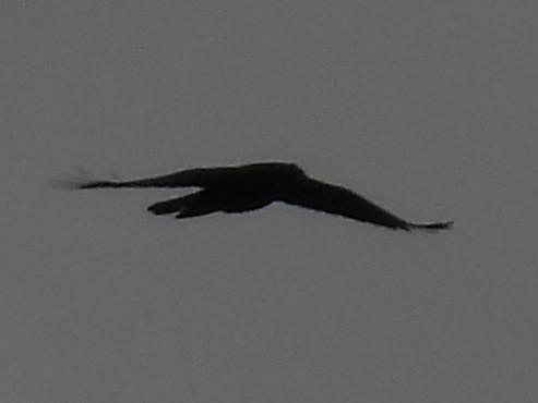 עורב שחור - ML645675085