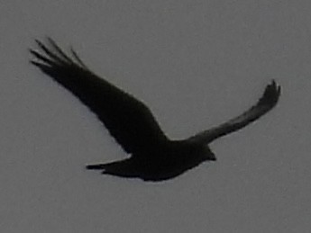 עורב שחור - ML645675086