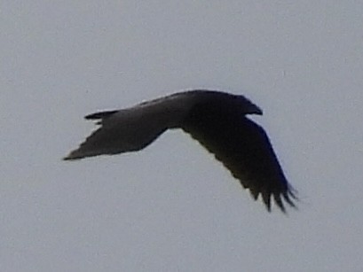 עורב שחור - ML645675087