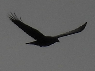 עורב שחור - ML645675088