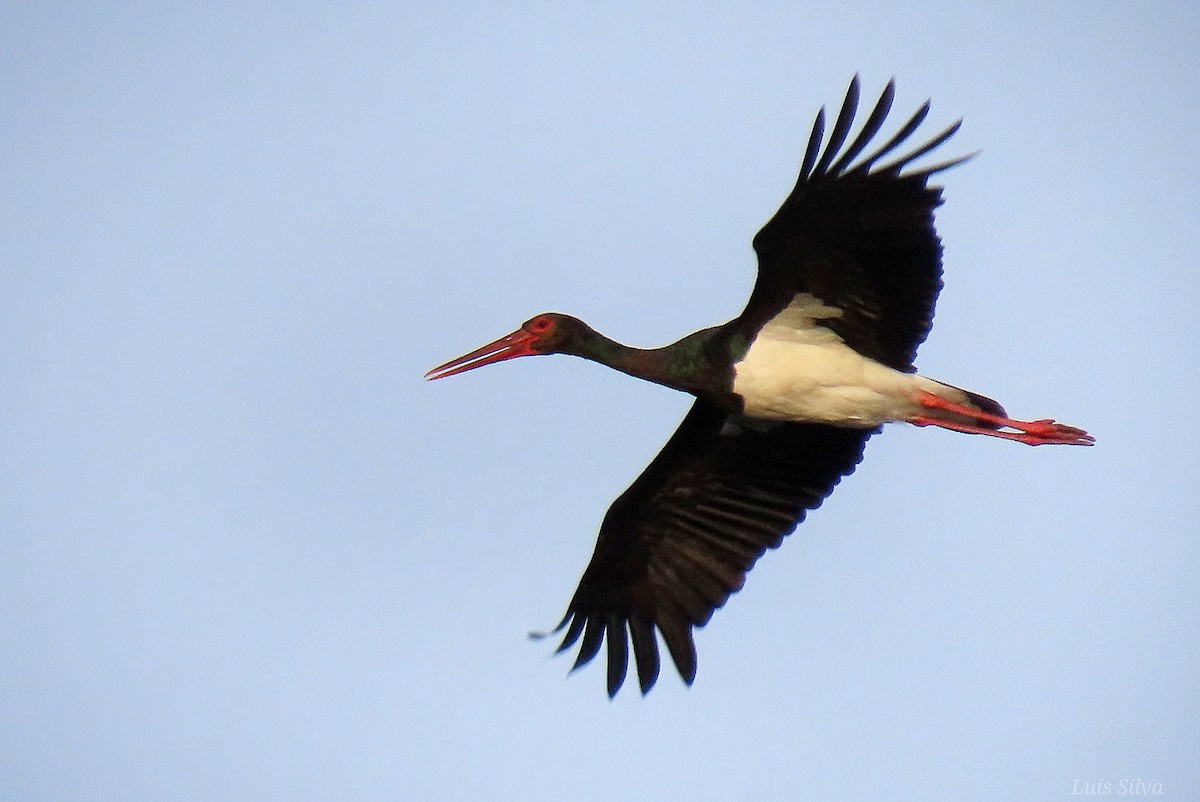 Black Stork - ML645675097