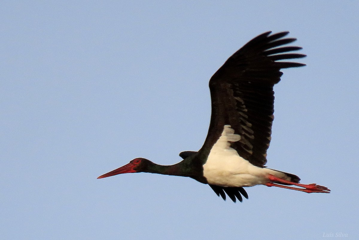 Black Stork - ML645675099