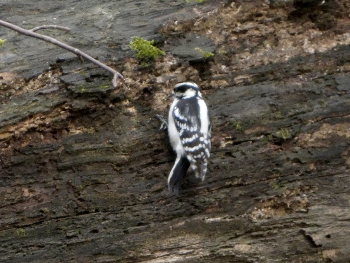 Downy Woodpecker - ML645675100