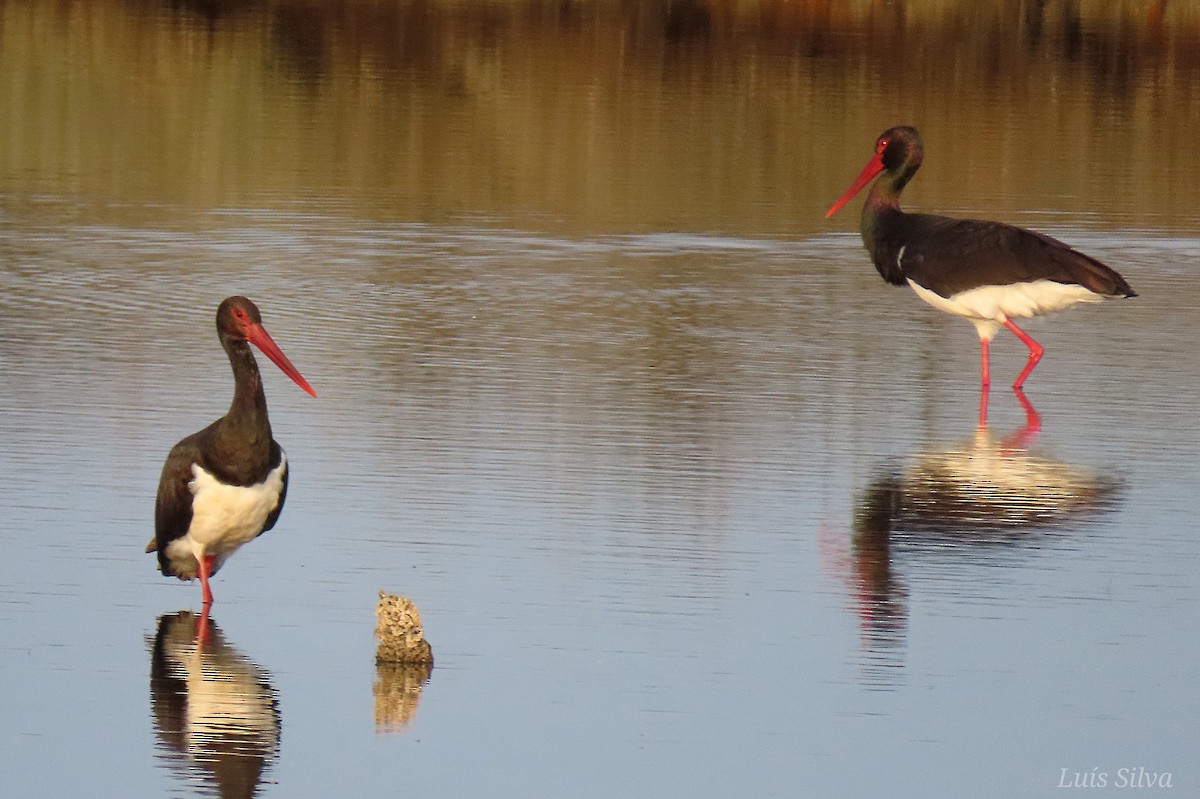 Black Stork - ML645675101