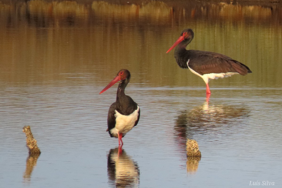Black Stork - ML645675102