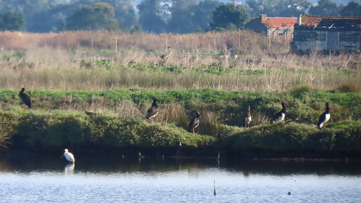 Black Stork - ML645675103