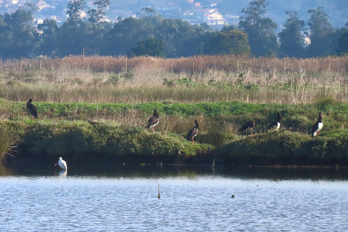 Black Stork - ML645675104