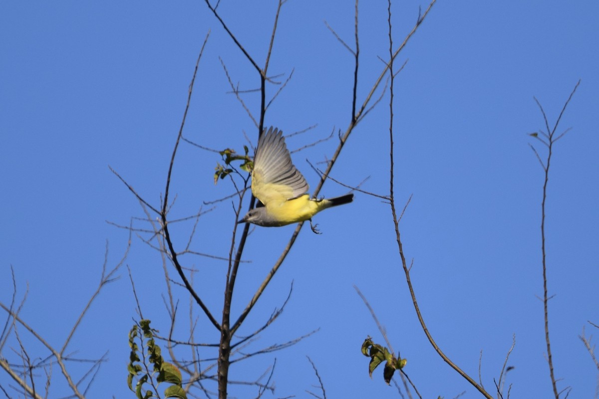 Western Kingbird - ML645675116