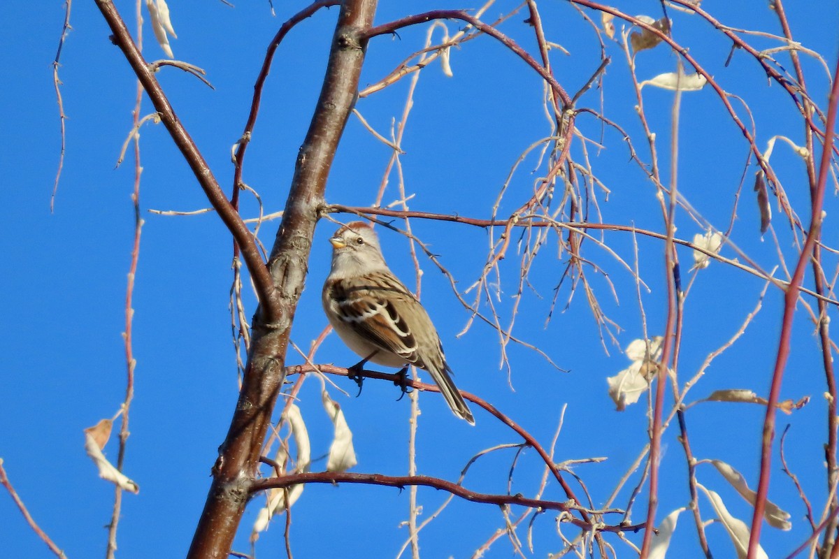 American Tree Sparrow - ML645675120