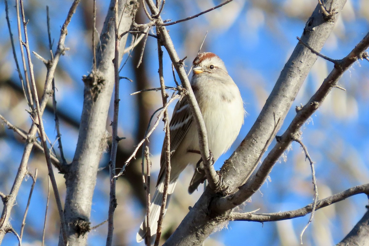 American Tree Sparrow - ML645675121