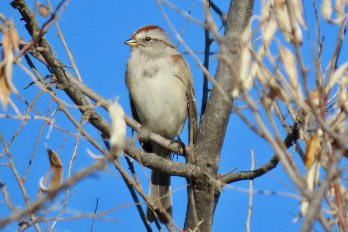 American Tree Sparrow - ML645675122