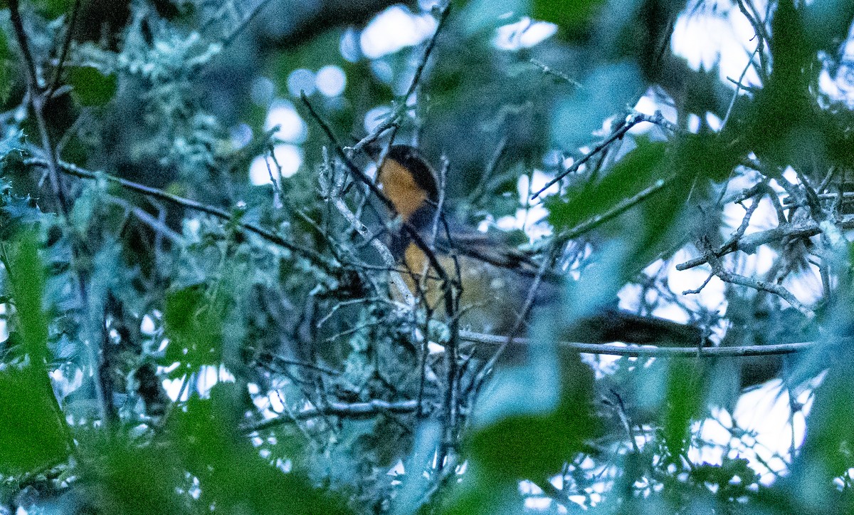 Varied Thrush - ML645675132