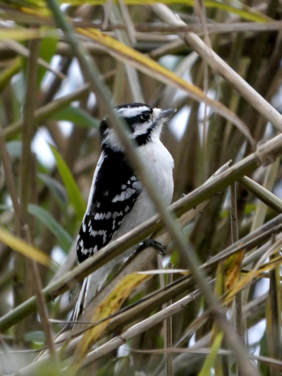 Downy Woodpecker - ML645675142