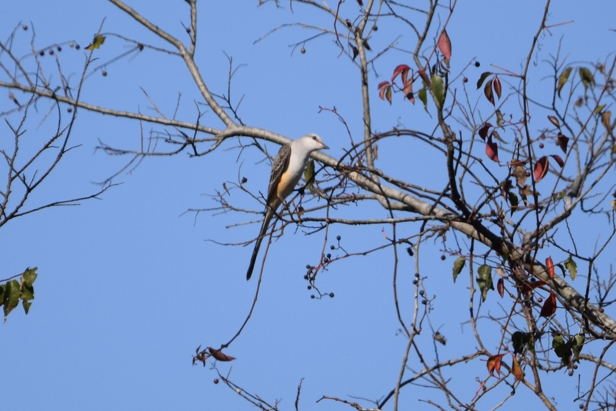 Scissor-tailed Flycatcher - ML645675162