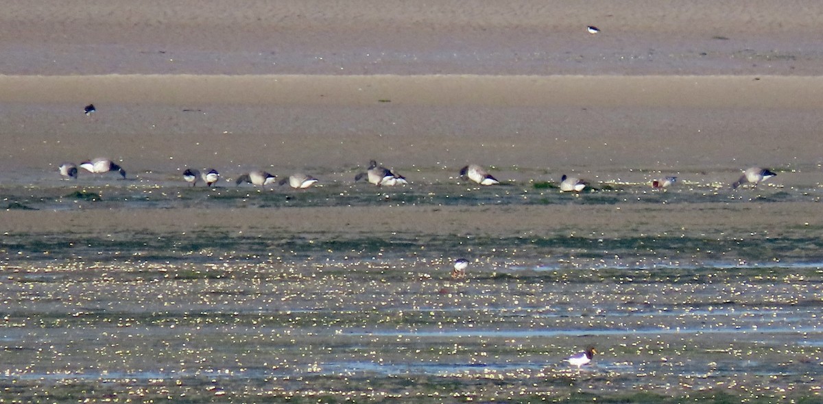 Brant (Pale-bellied) - ML645675168