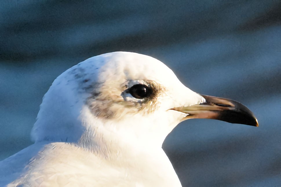 Mediterranean Gull - ML645675176