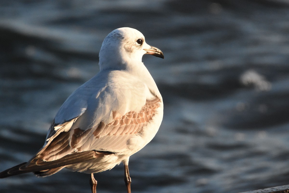 Mediterranean Gull - ML645675177