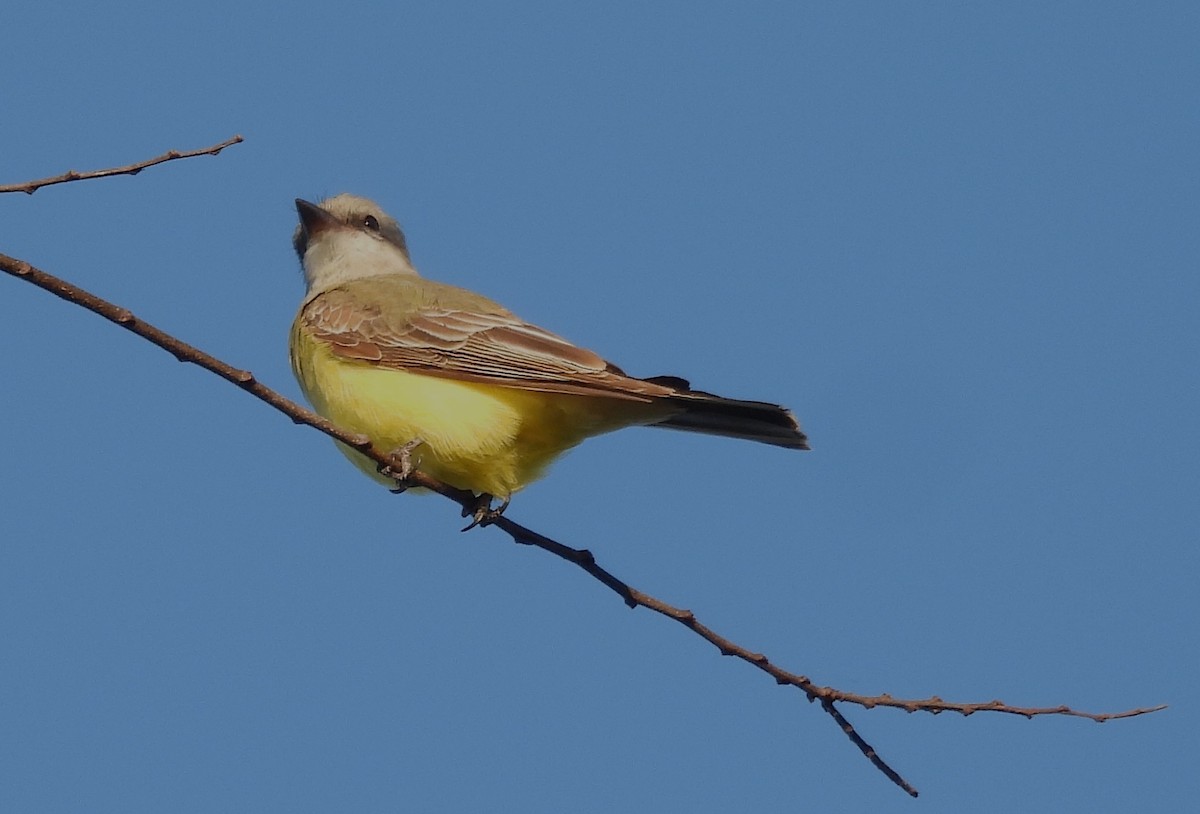 Western Kingbird - ML645675183