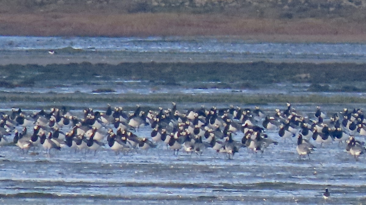 Barnacle Goose - ML645675188