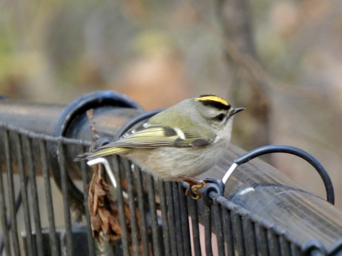 Golden-crowned Kinglet - ML645675189
