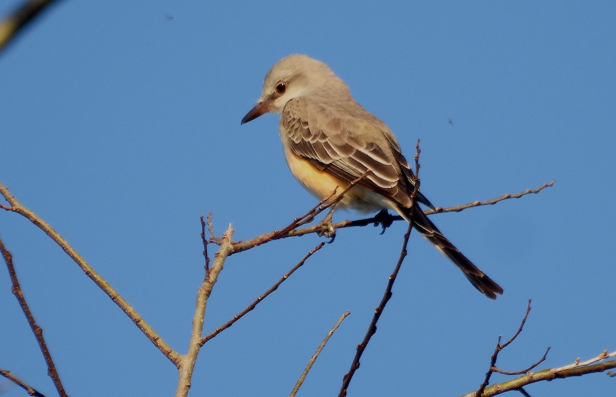 eBird Checklist - 22 Nov 2025 - Lake Apopka Wildlife Drive - 64 species