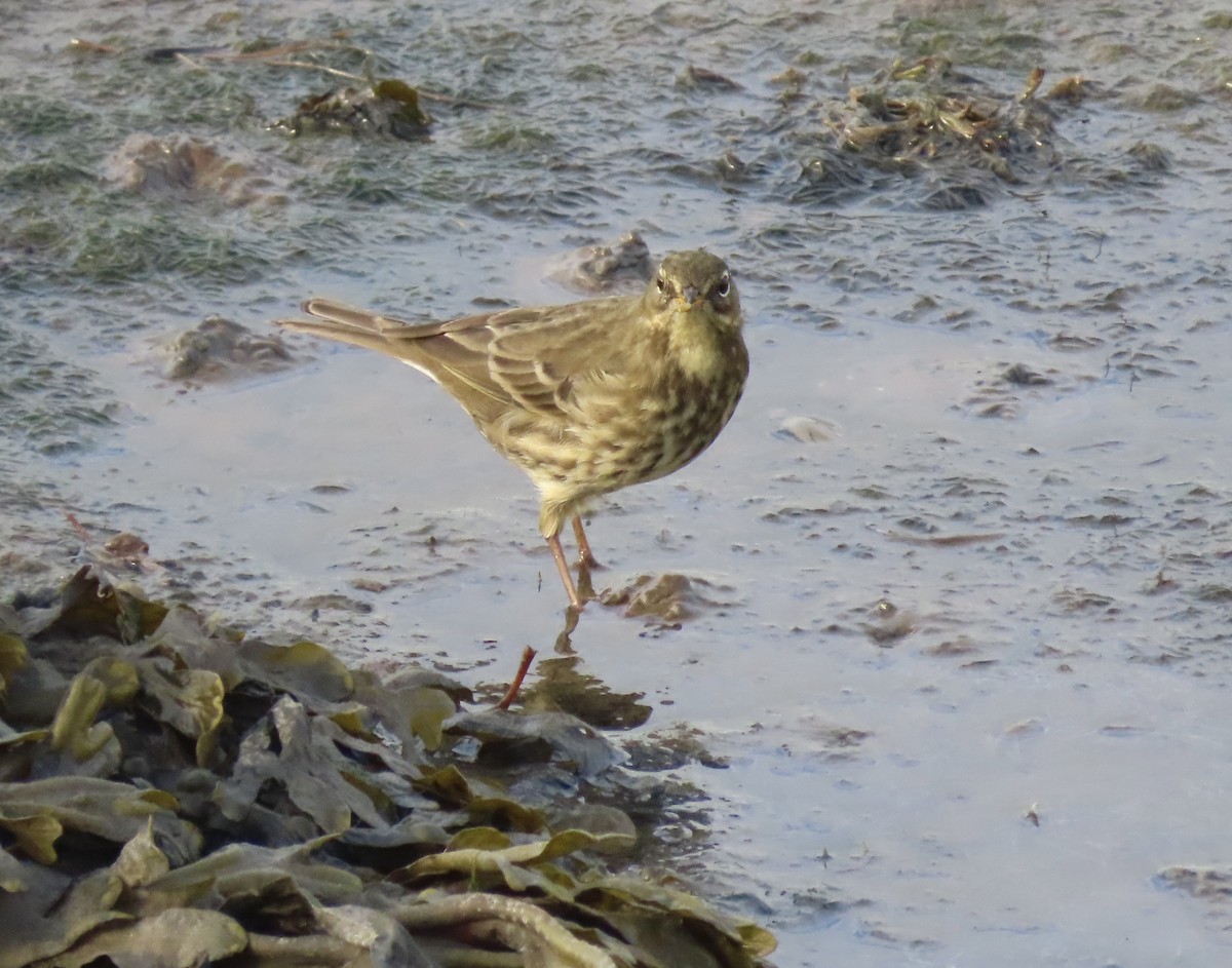 Rock Pipit - ML645675197