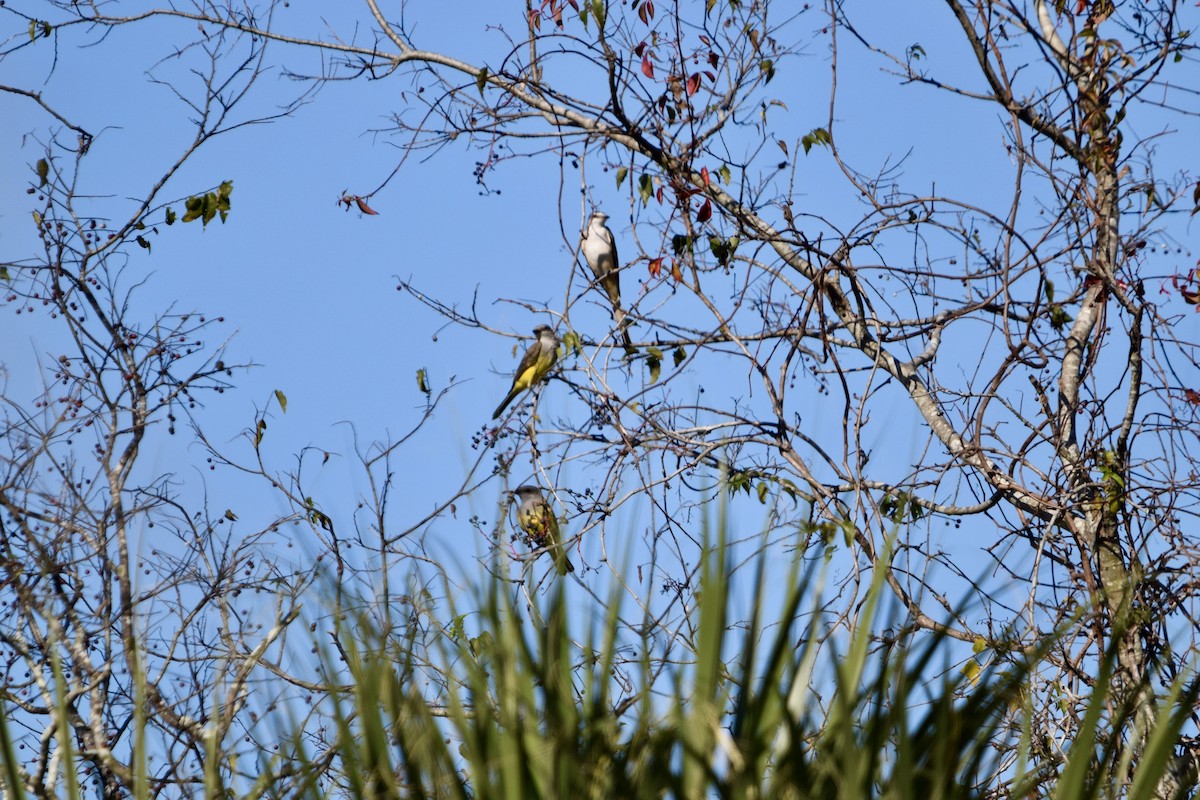 Western Kingbird - ML645675198