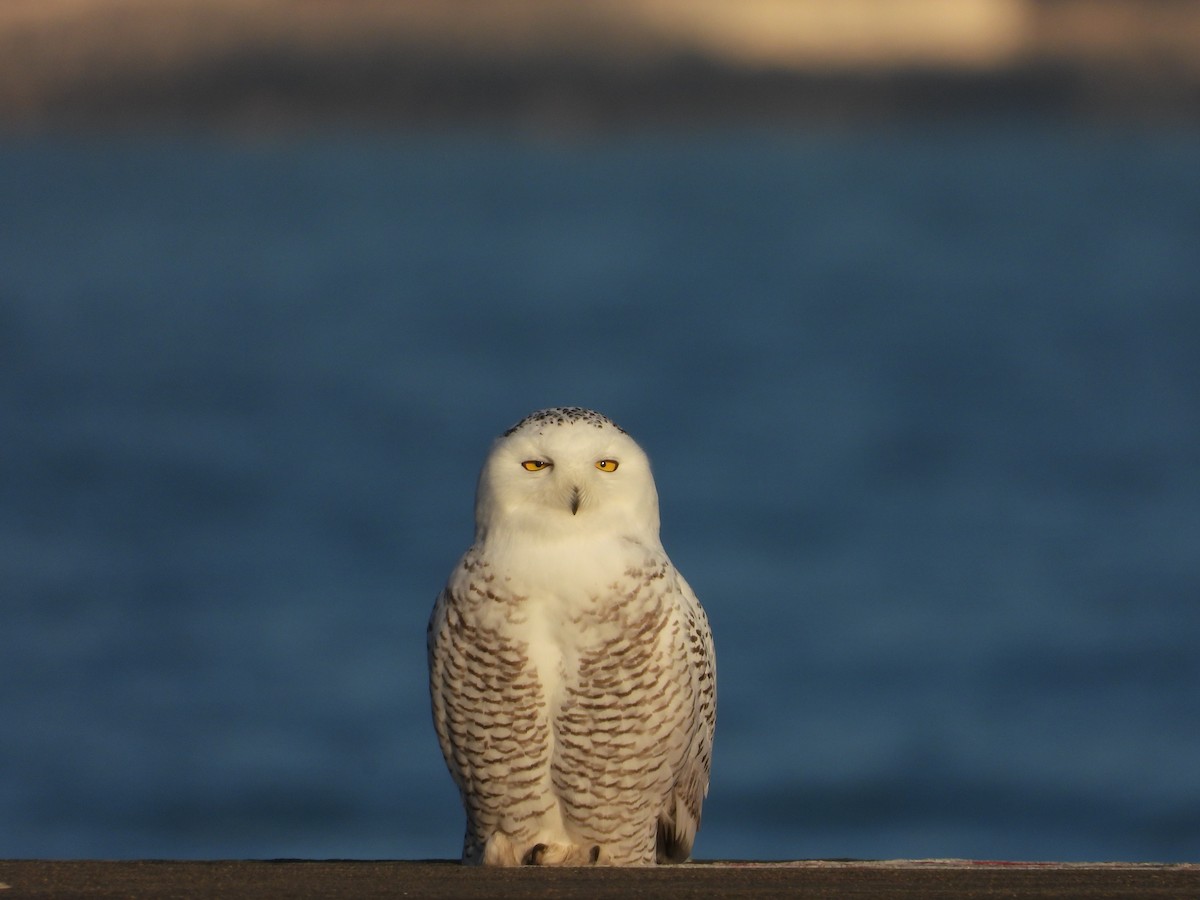 Snowy Owl - ML645675201