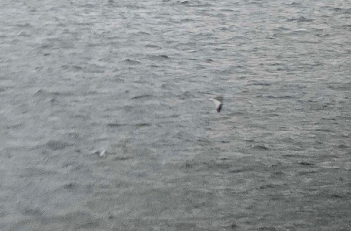 Sabine's Gull - ML645675207