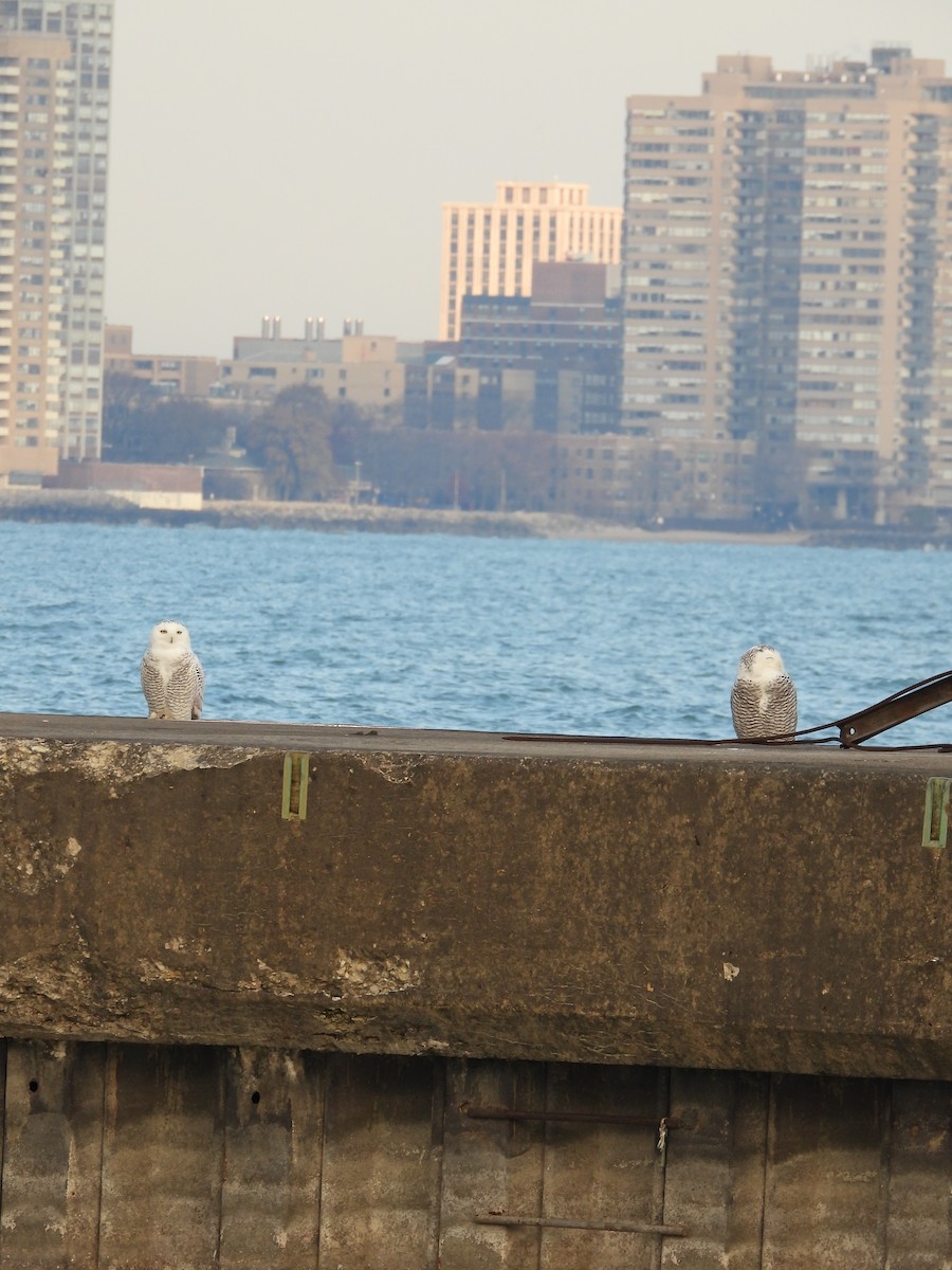 Snowy Owl - ML645675210